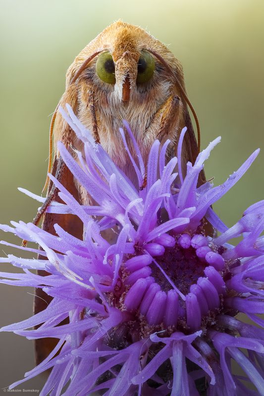 *** фото превью