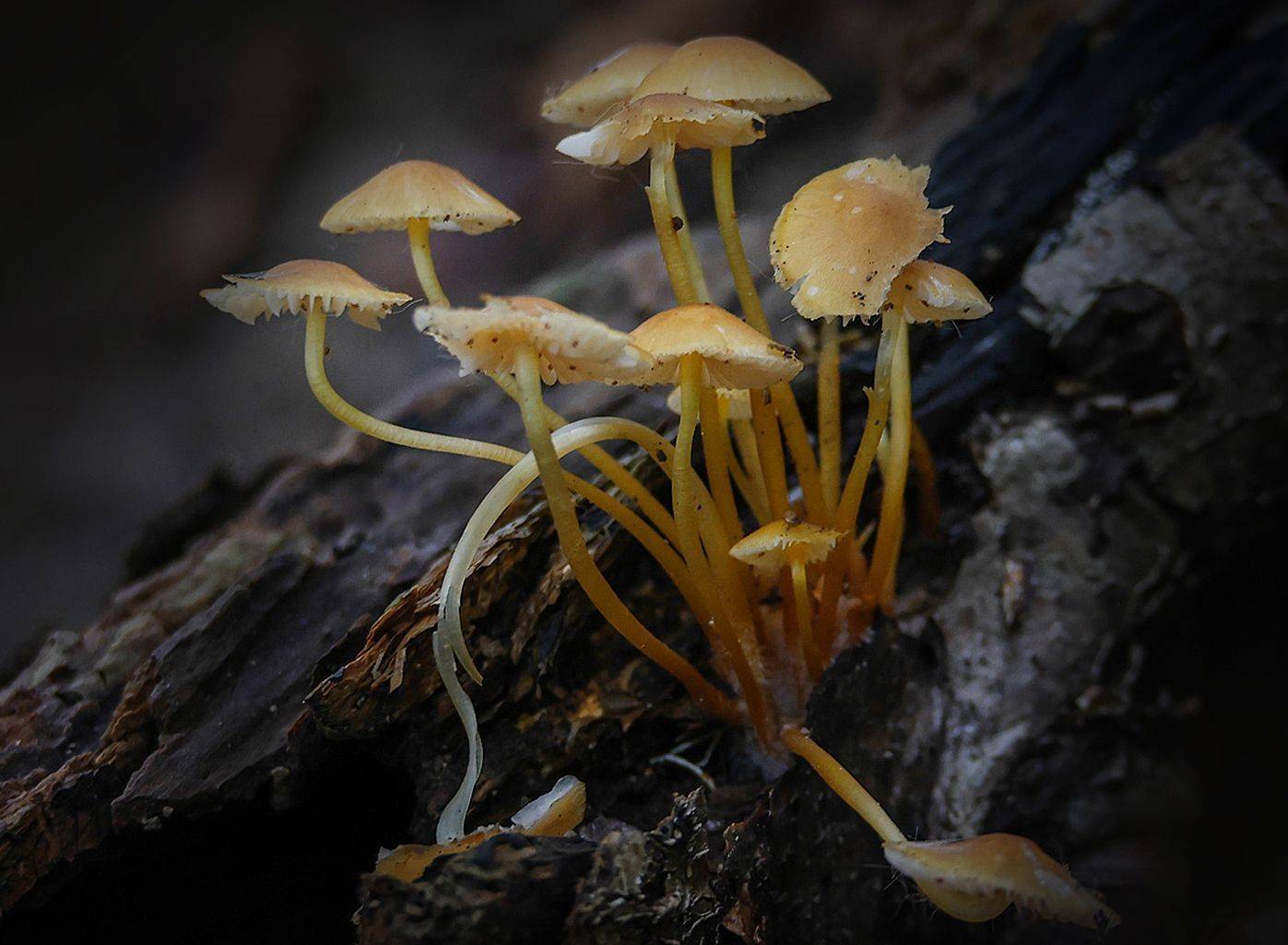 грибы,поганки,, Magov Marat