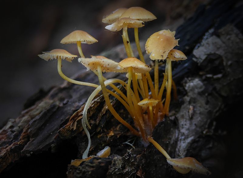 Поганки.. фото превью