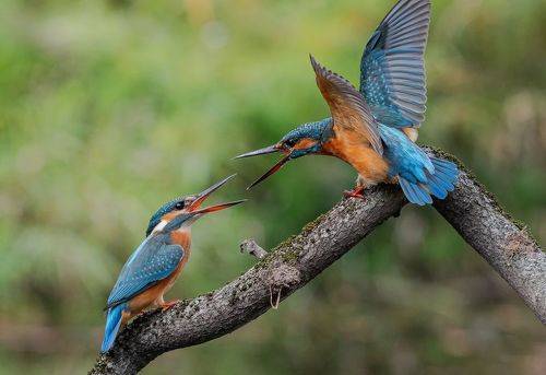 Несогласные