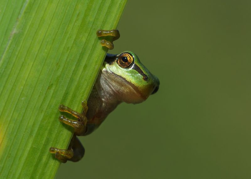 le Frog фото превью