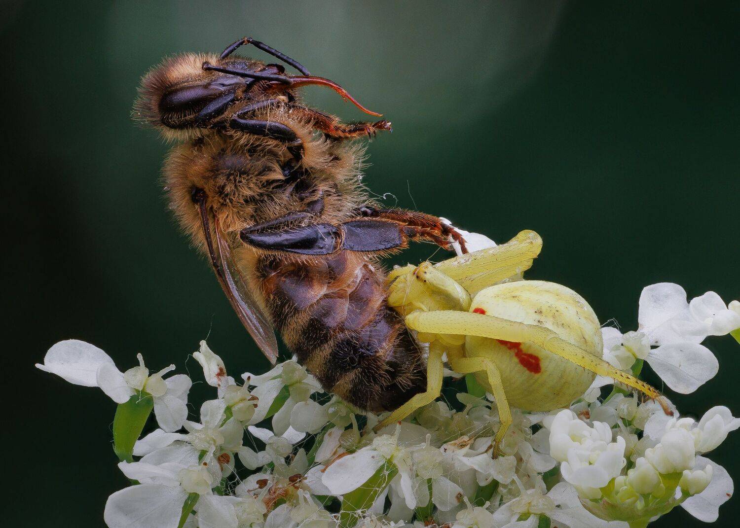 , Кузнецов Дмитрий