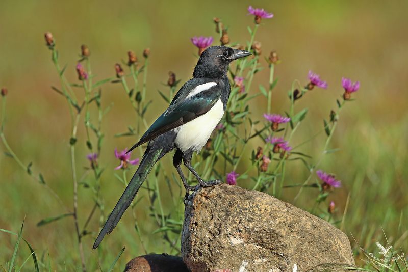 Просто сорока. фото превью
