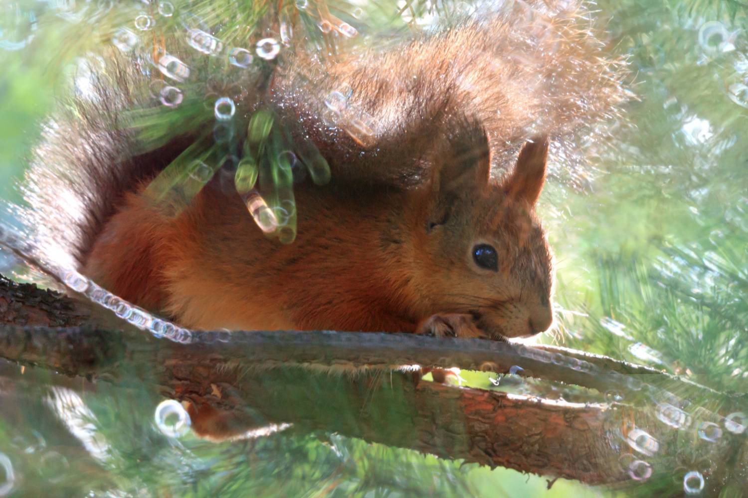 лес, природа, белка, Алёна Сурнина