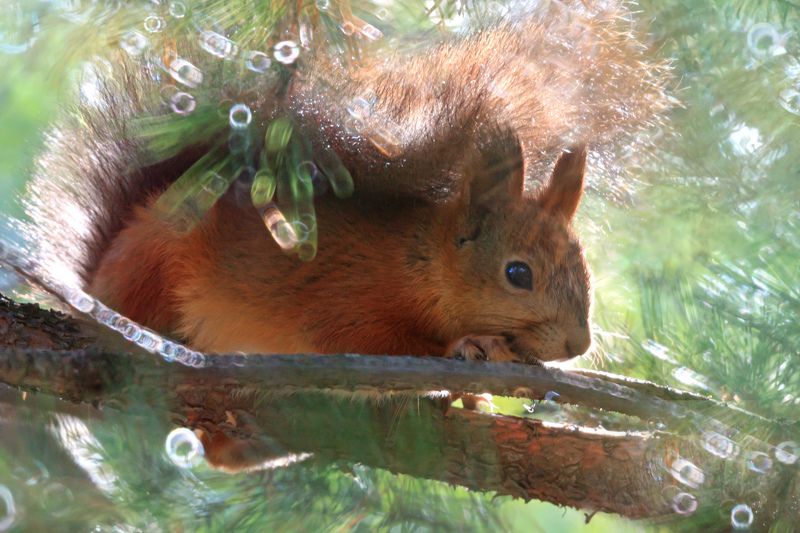 лес, природа, белка Солнечная история фото превью