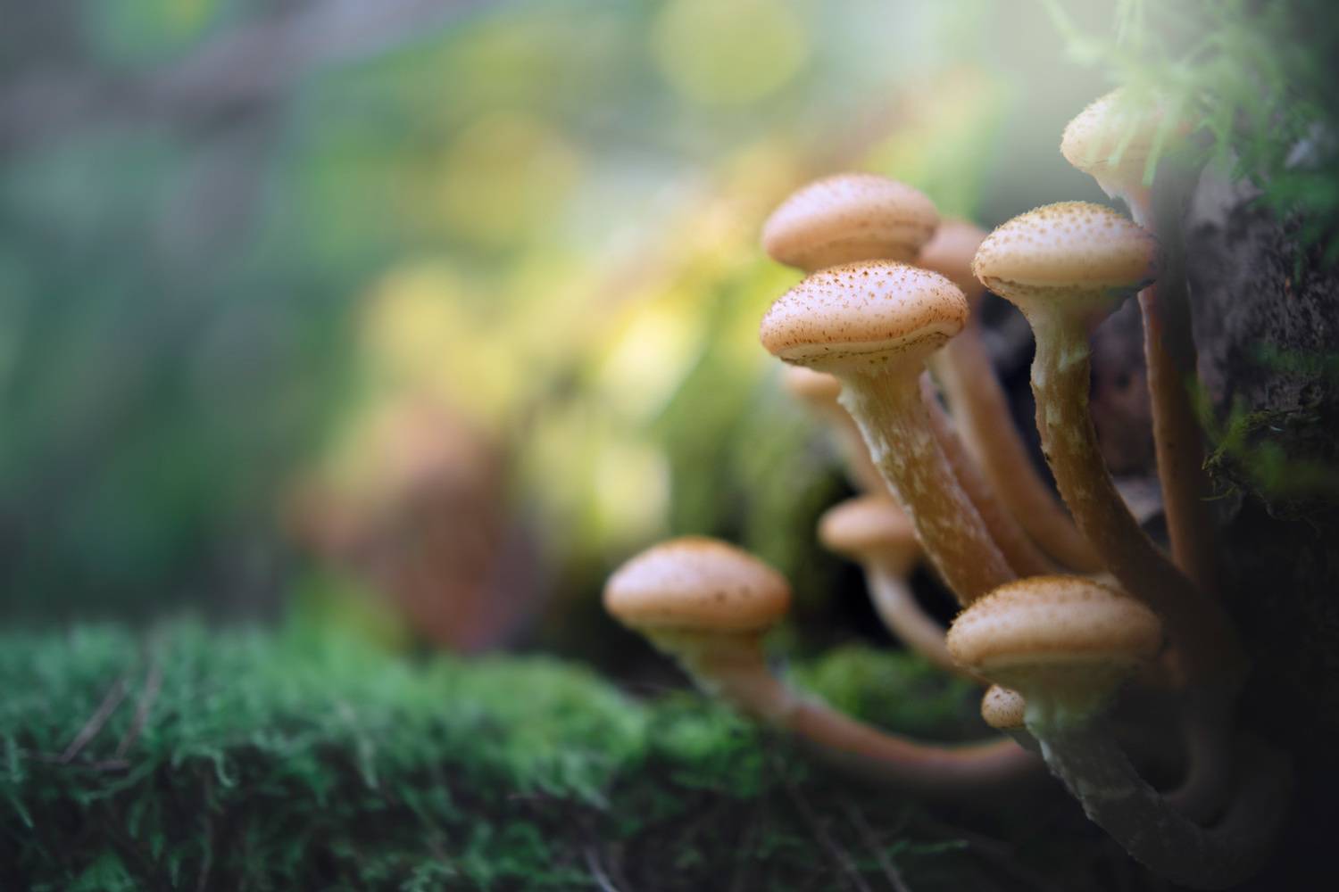 грибы, лес, опята, Валерий Вождаев