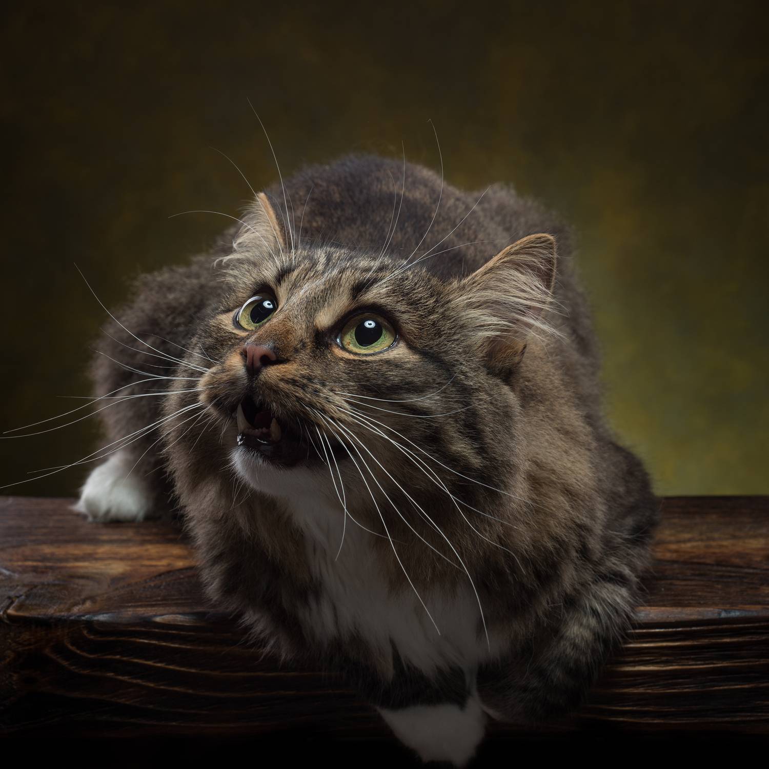 , Сизов Кирилл