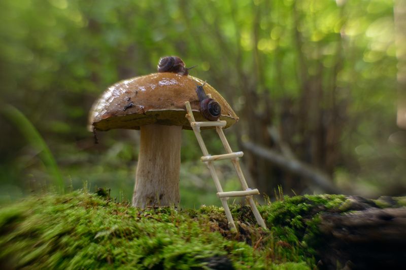 фото превью