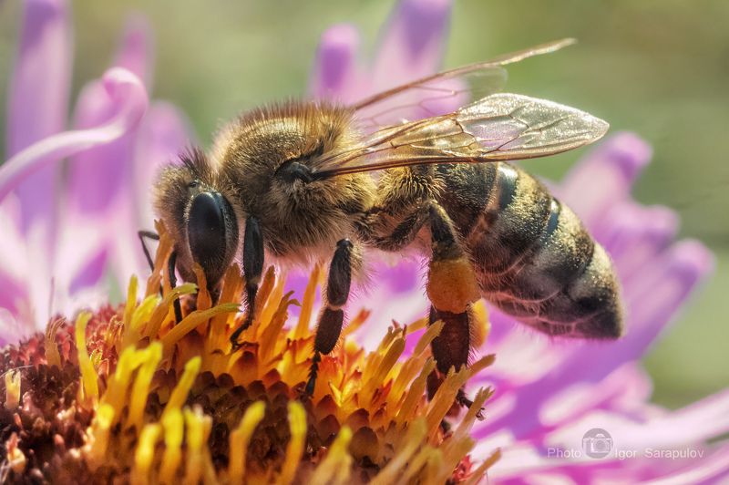 Пчела и осенний нектар фото превью