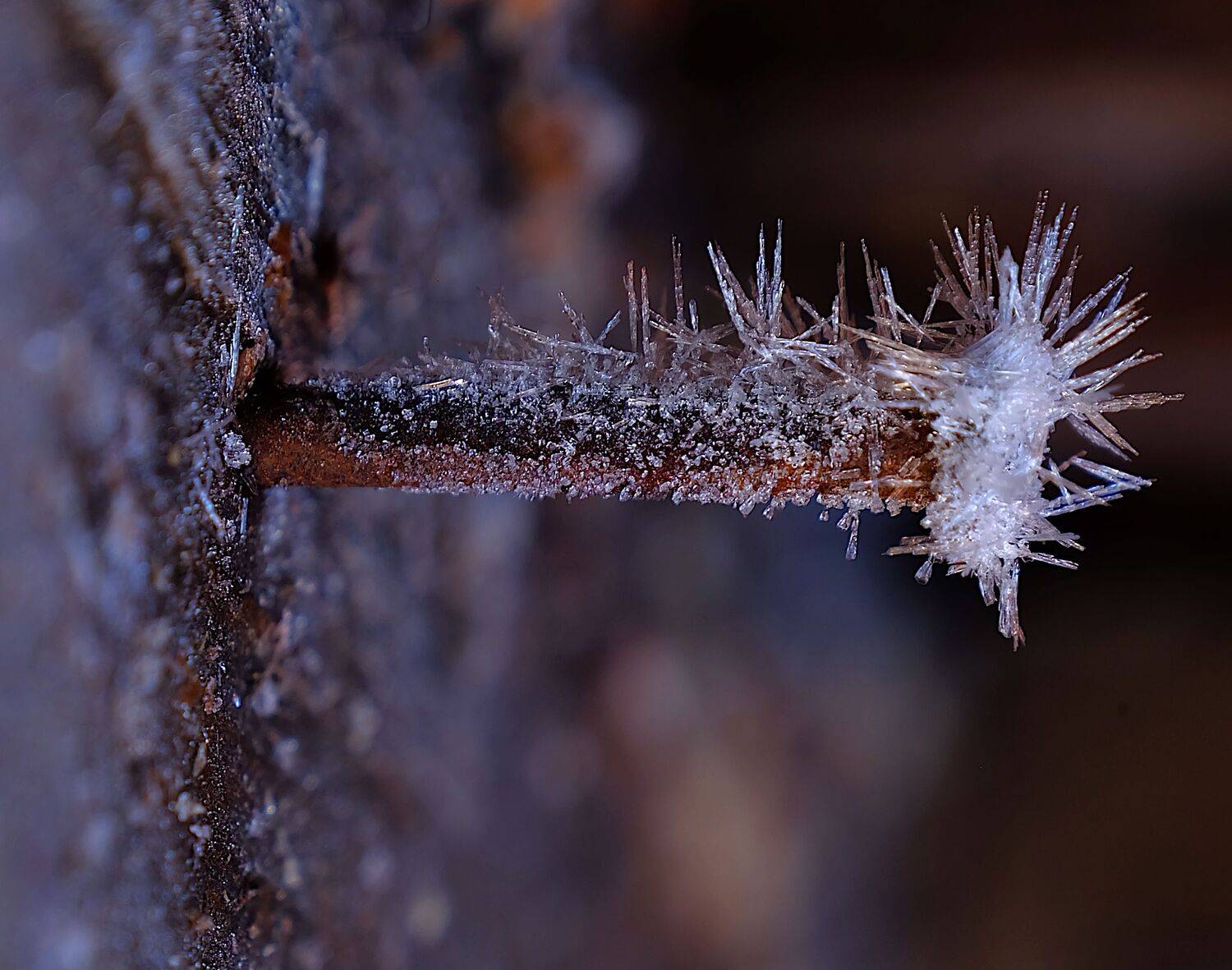 крупный план,иней., sasha yudin