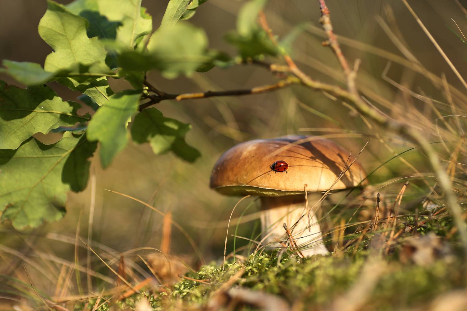 божья коровка, лес,гриб, дубок,беларусь,ирина горюкина, ГОРЮКИНА ИРИНА