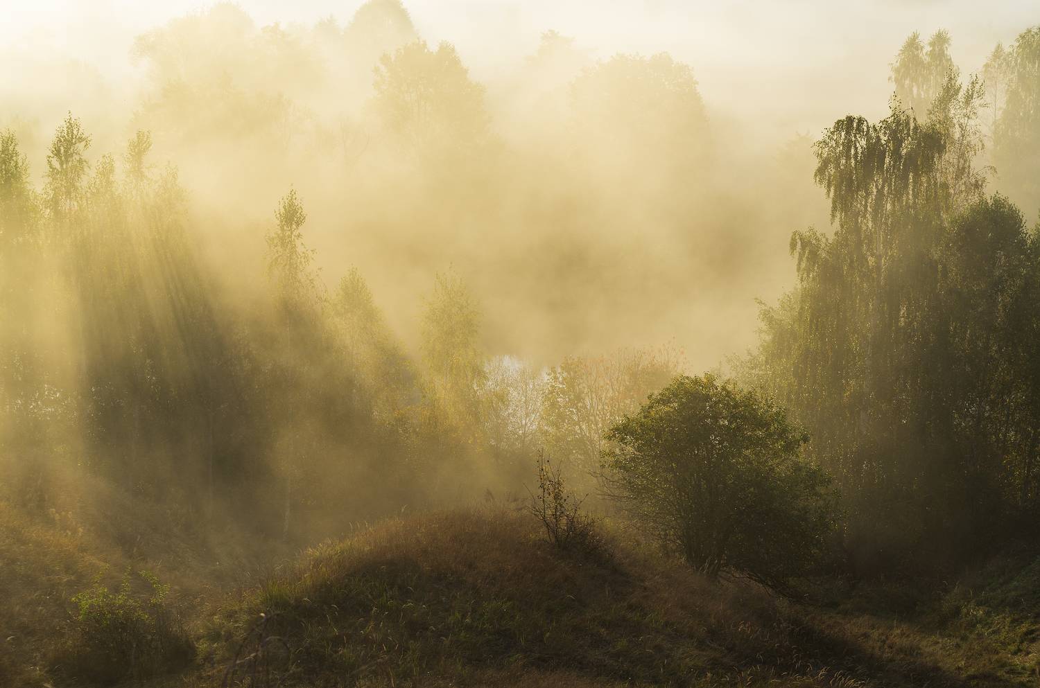 , Дмитрий Новоселов