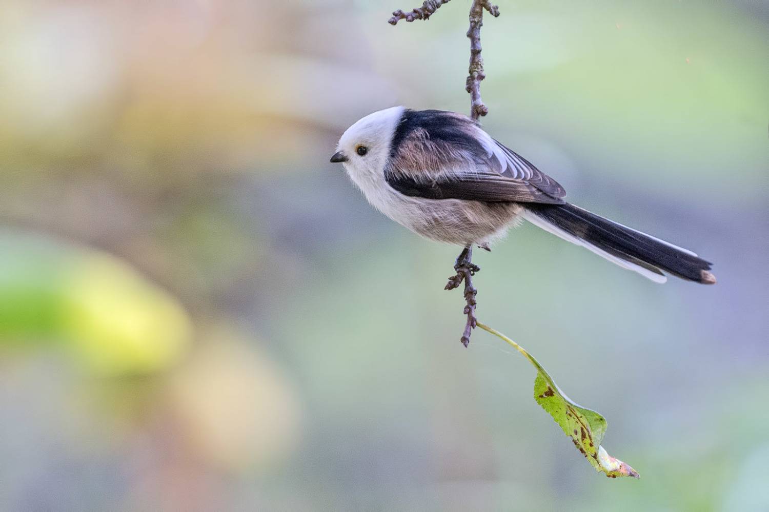 птицы, подмосковье, Елена Давыдова
