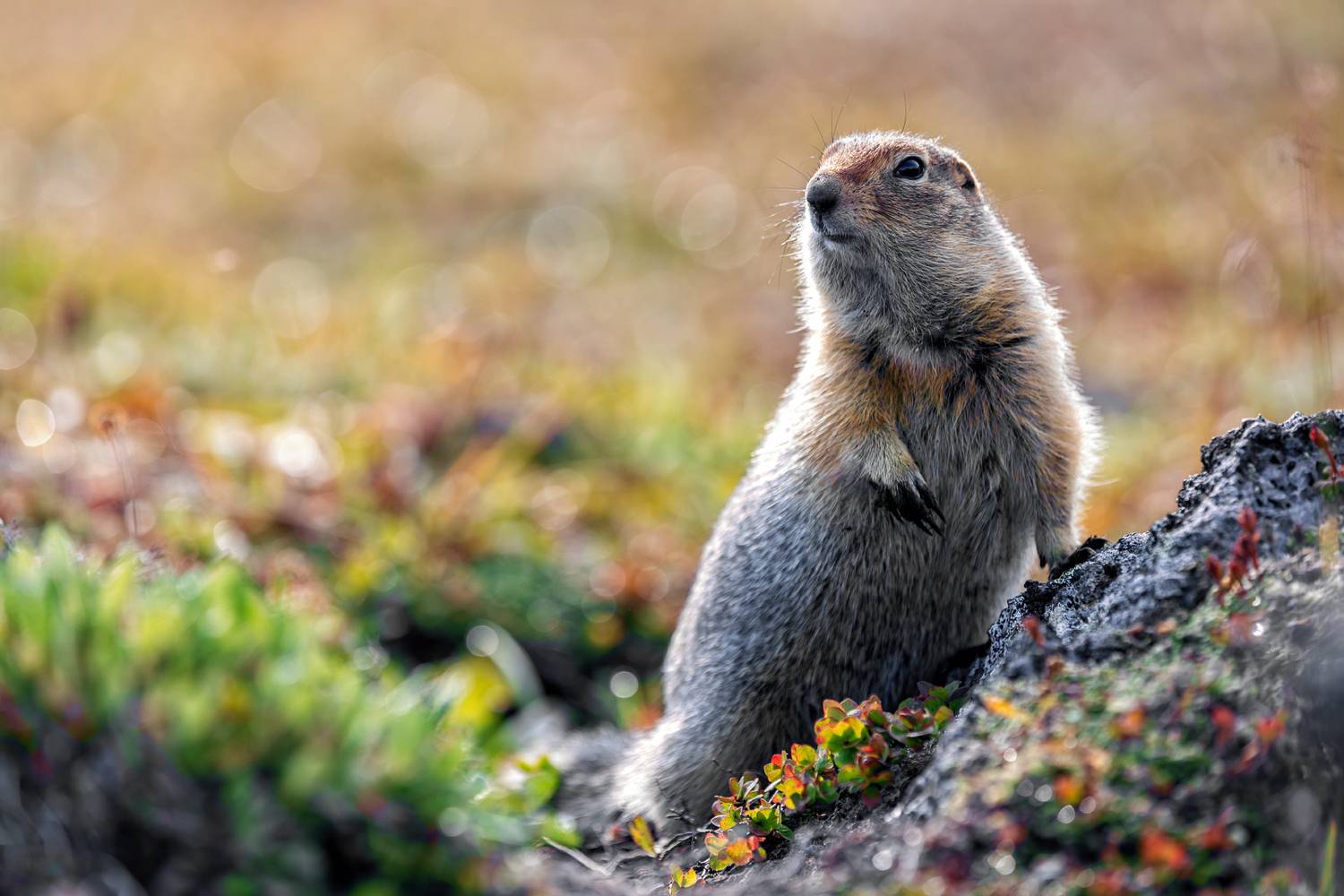 евражка, суслик, камчатка, американский суслик, еврашка, Александр Телешов