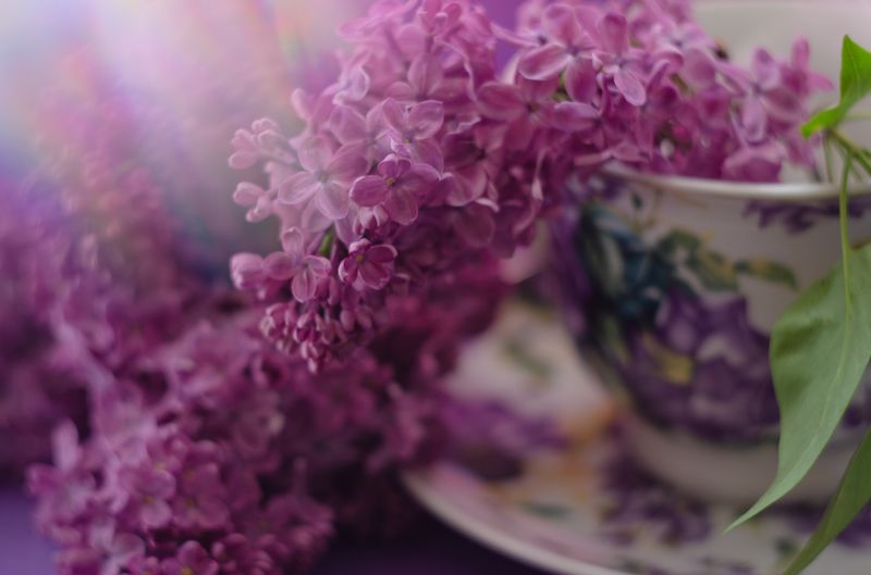 Сиреневые грезы фото превью