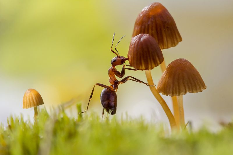 Грибник фото превью