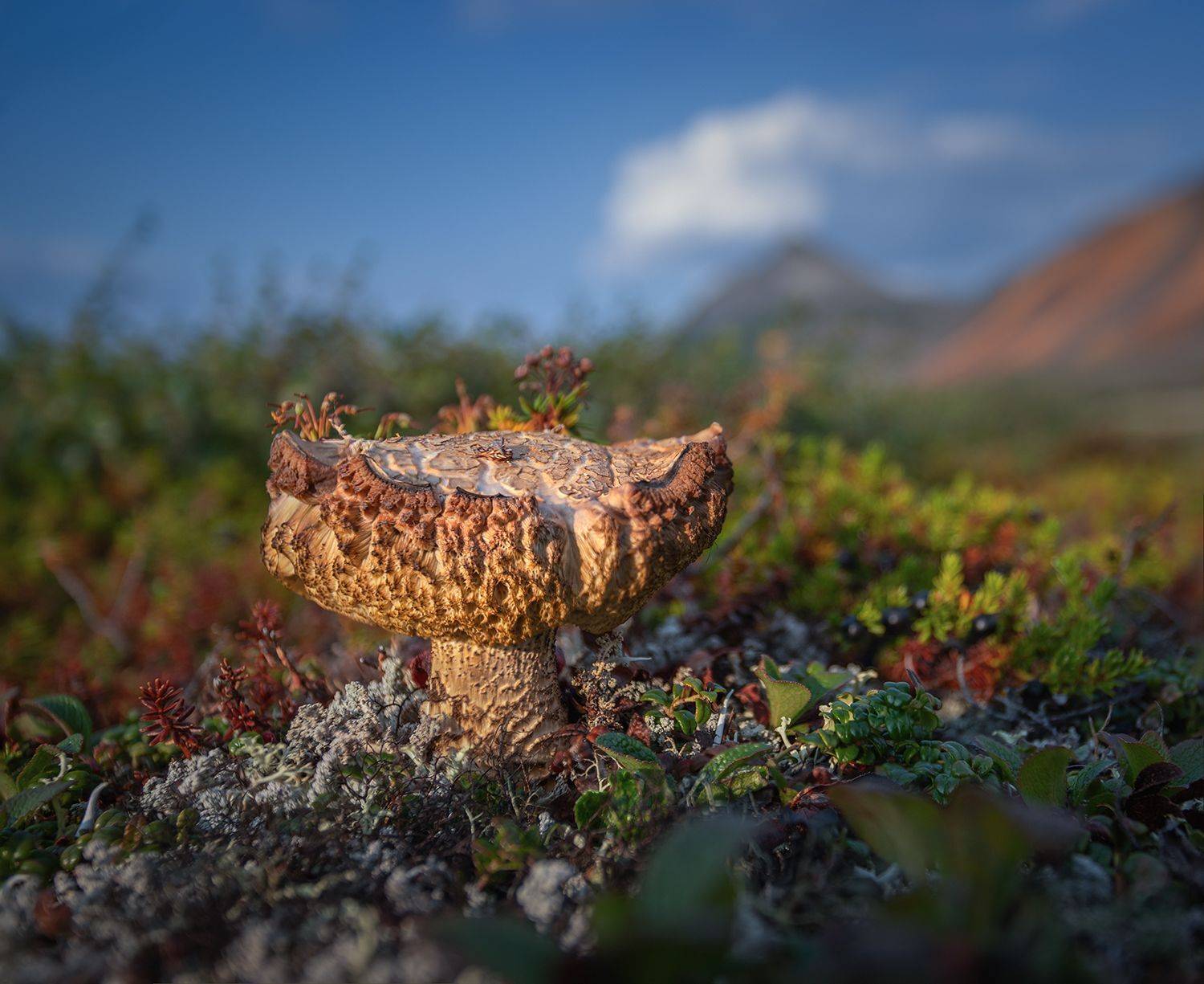 , Андреев Николай