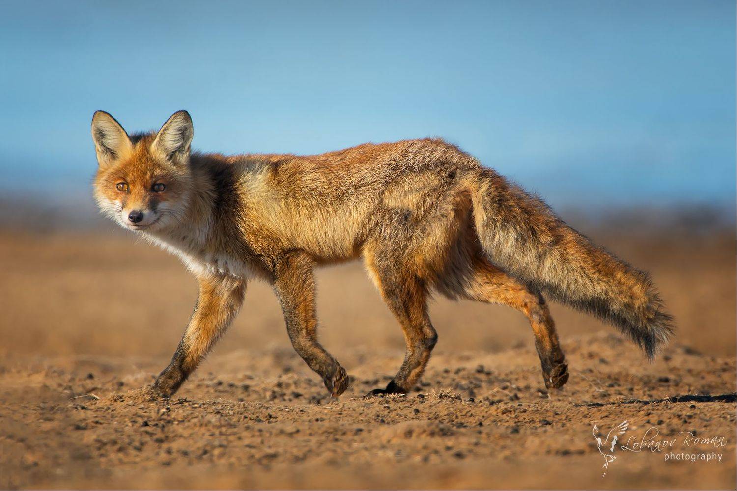 , Лобанов Роман