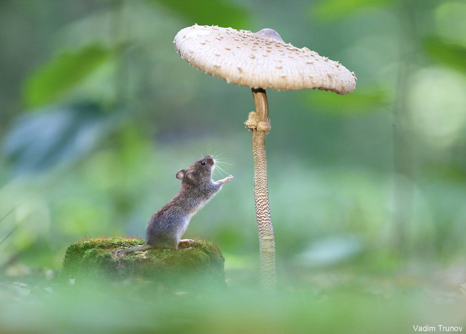 мышь, mouse, мышонок, гриб, Вадим Трунов