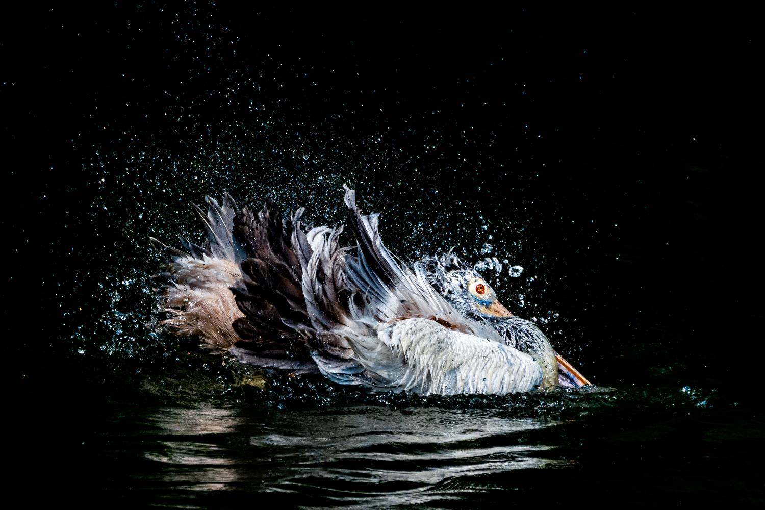 wildlife nature srilanka bird jazif,  Ahamed Jazif