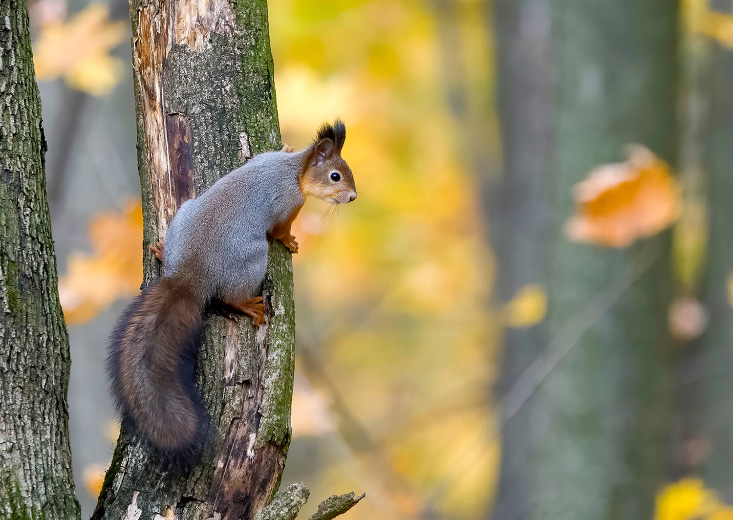птицы, фотоохота, birdwatching, осень, белка, Михаил Ездаков