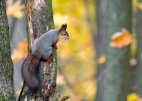 Осень в лесу