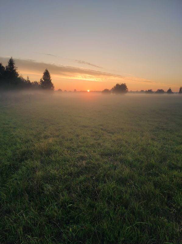 туман осень сосна поле вечер закат Под белым одеялом фото превью