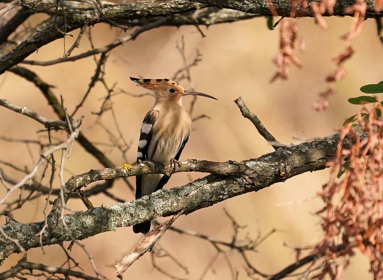 , Красимир Георгиев