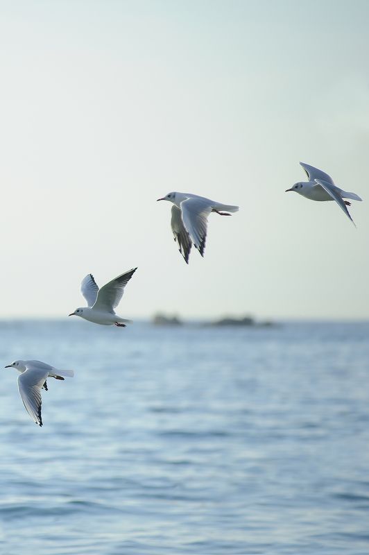 Plage de Térénez . фото превью