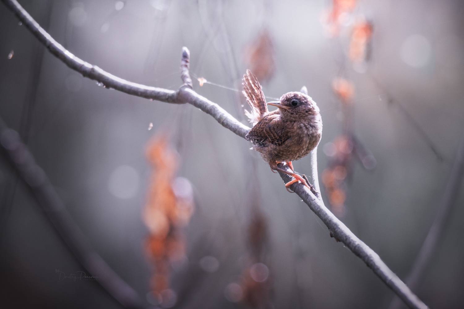 природа, лес, поля, огороды, животные, птицы, макро, Посевич Дмитрий