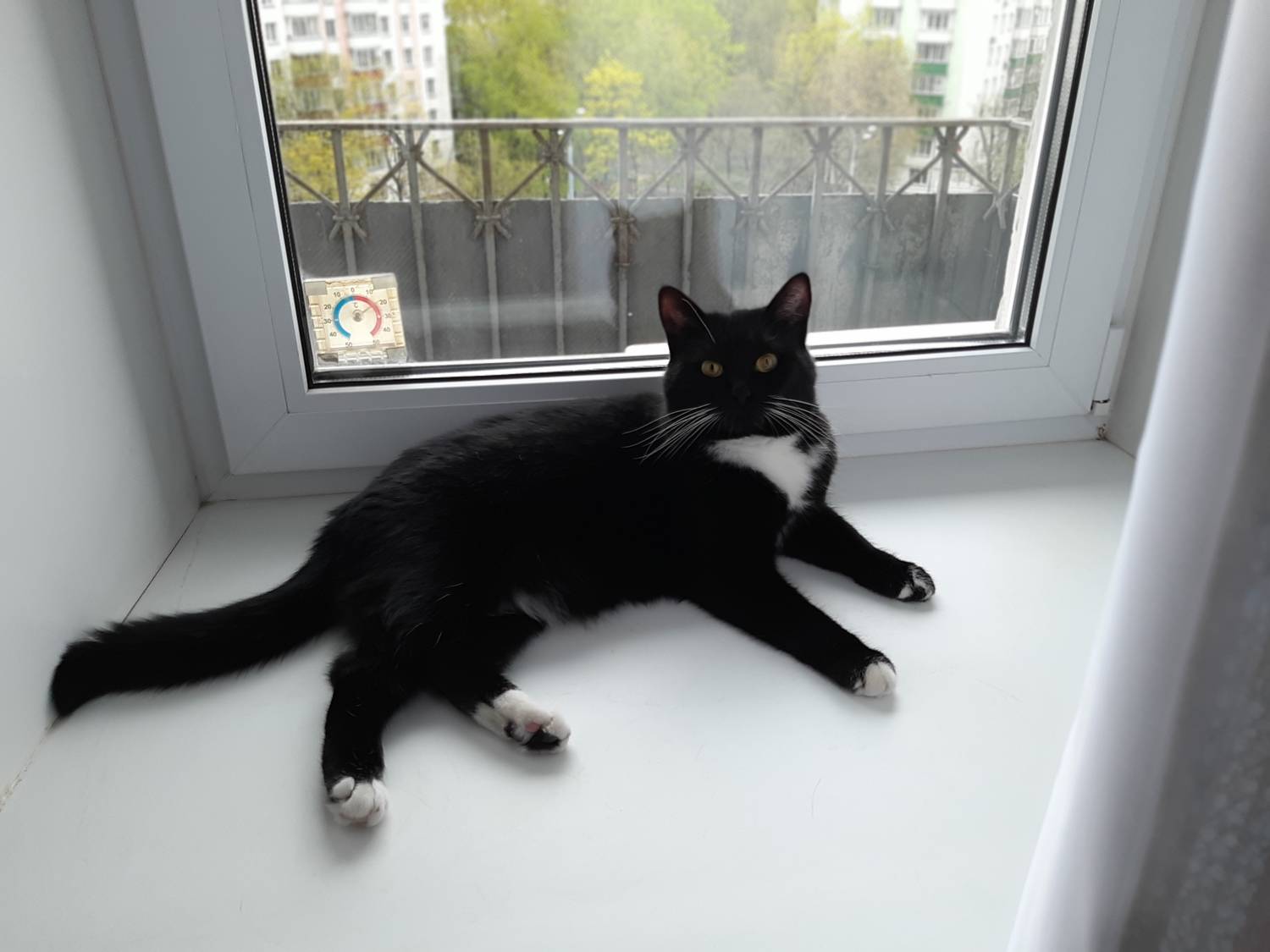 черная кошка, Maria V. Gorskaya