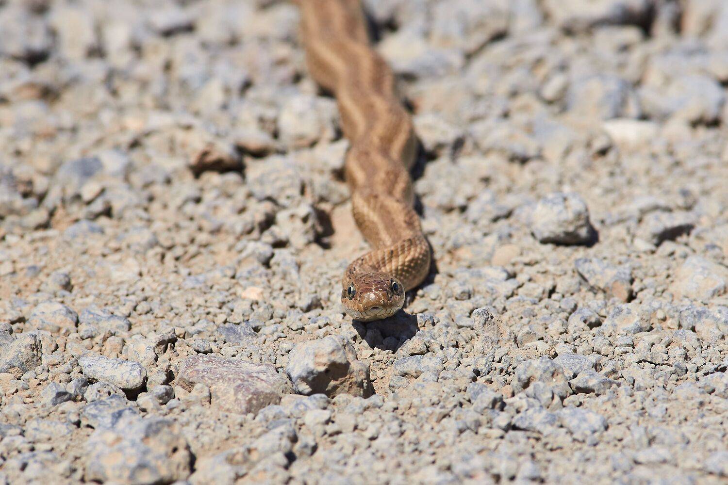 Dolichophis caspius, snake, volgograd, russia, , Сторчилов Павел
