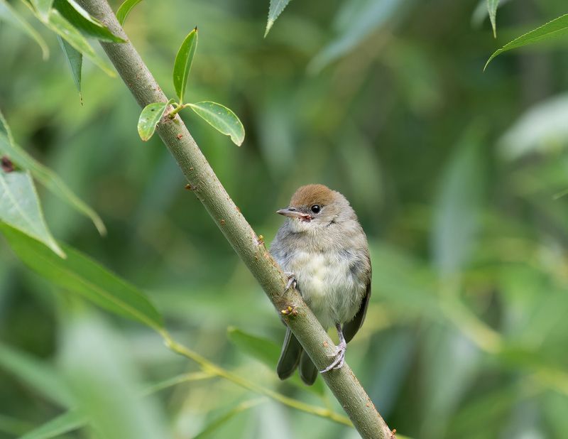 Eurasian black/Черноголовая славка/Sylvia atricapilla Raspberry Lover фото превью