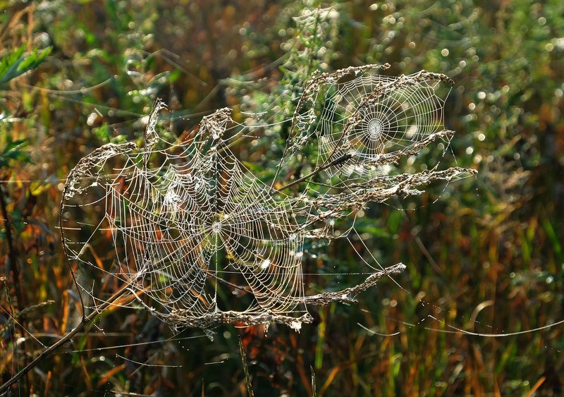 Работа мастера. фото превью