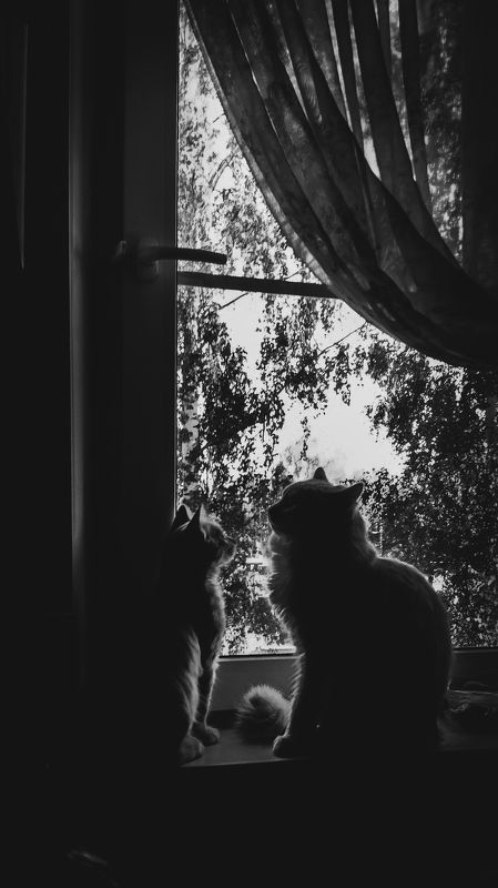 Мои ?? фото превью