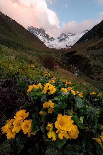 Цветущие горы Джуты