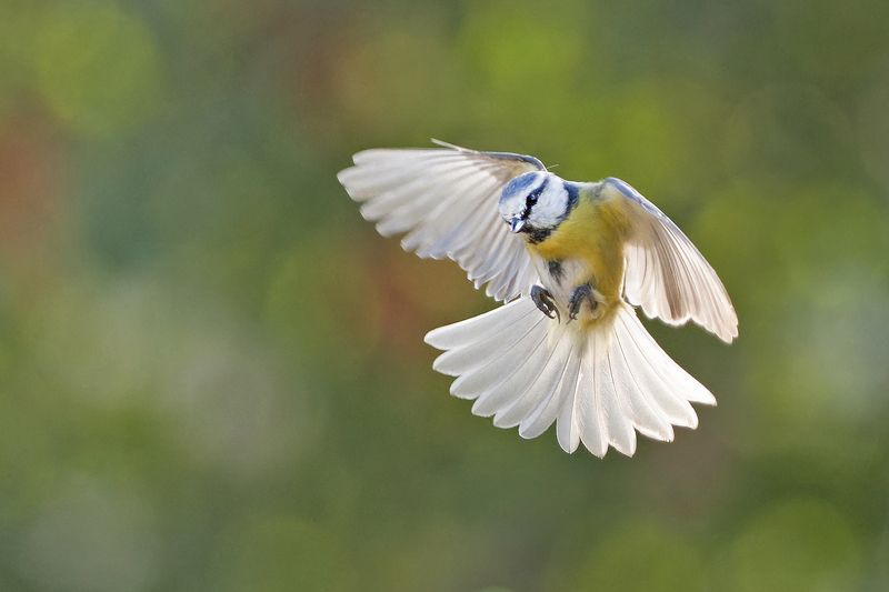 Лазоревка фото превью
