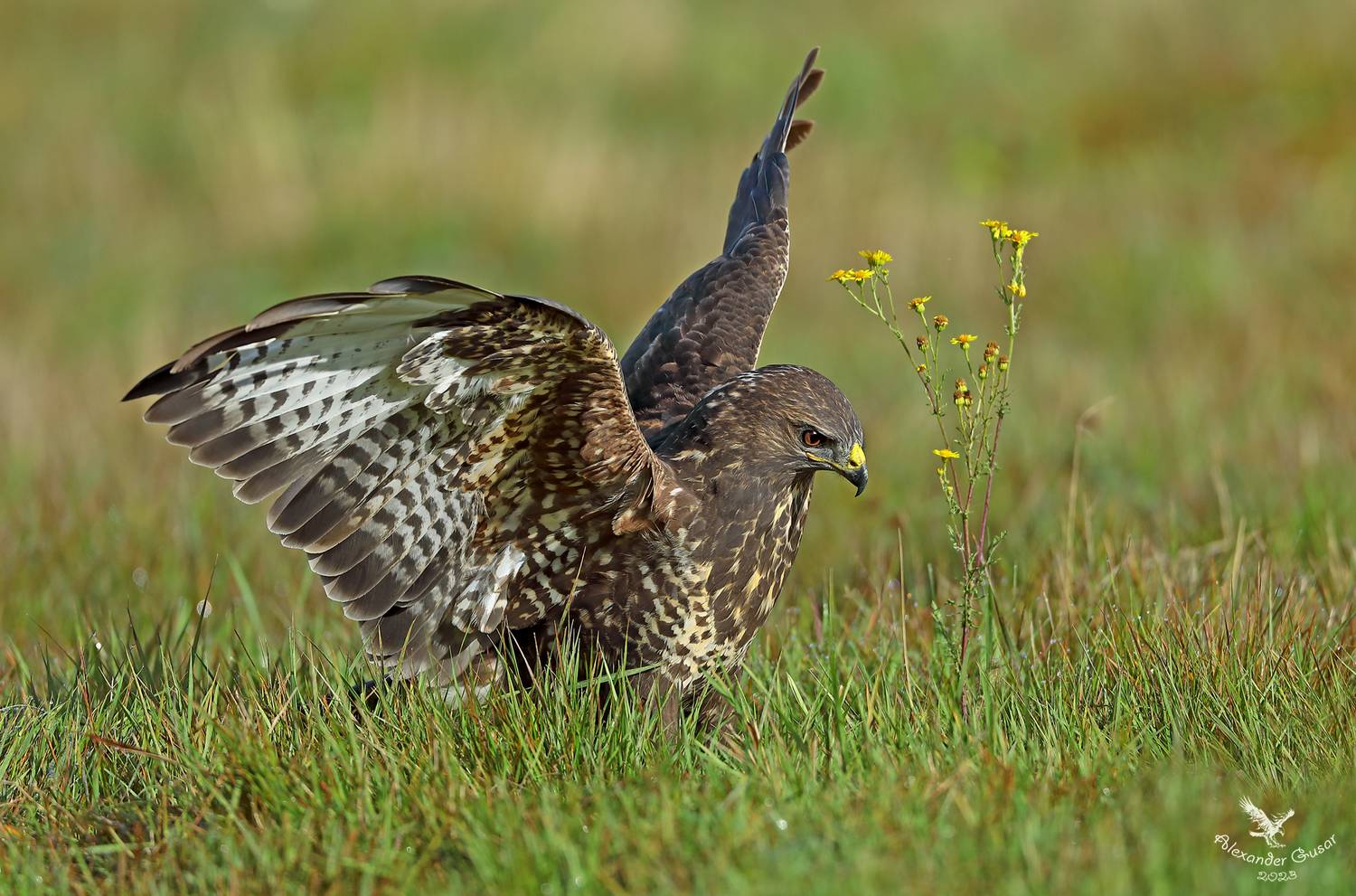 канюк, Гусар Александр
