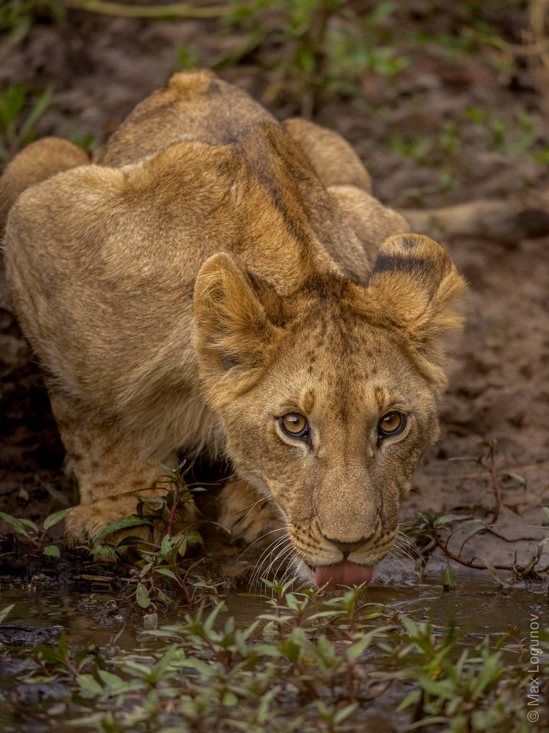 , Логунов Максим