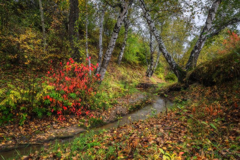 Влажные краски сентября... фото превью