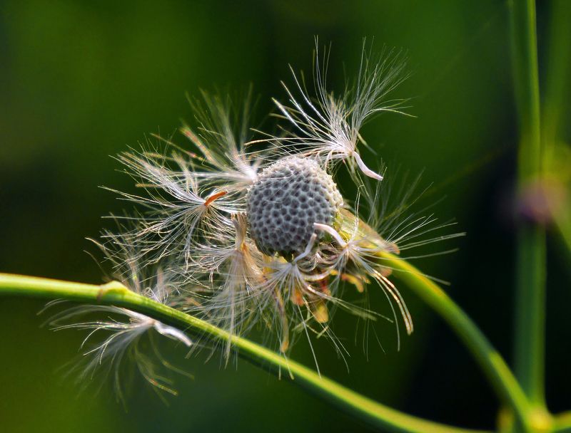 Взъерошенный. фото превью