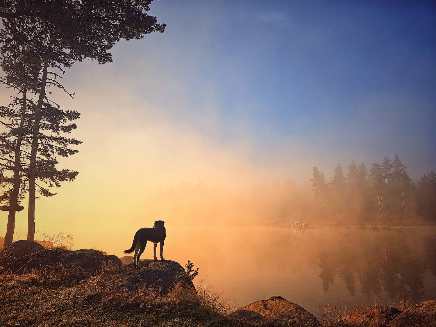, Герчев Николай