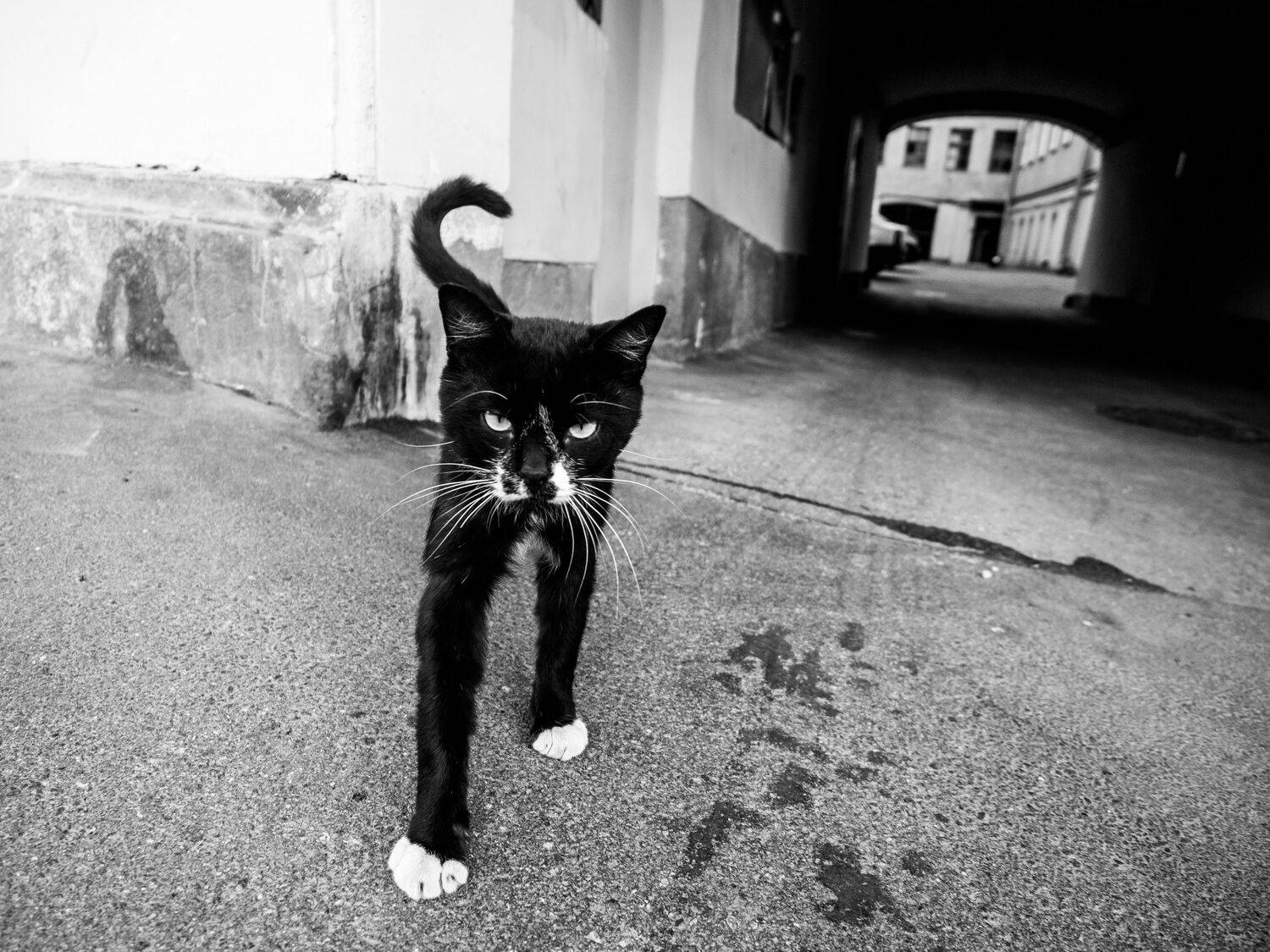 кот, cat, Щеголев Николай