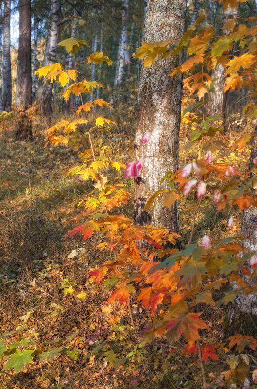 Очарование осени. фото превью