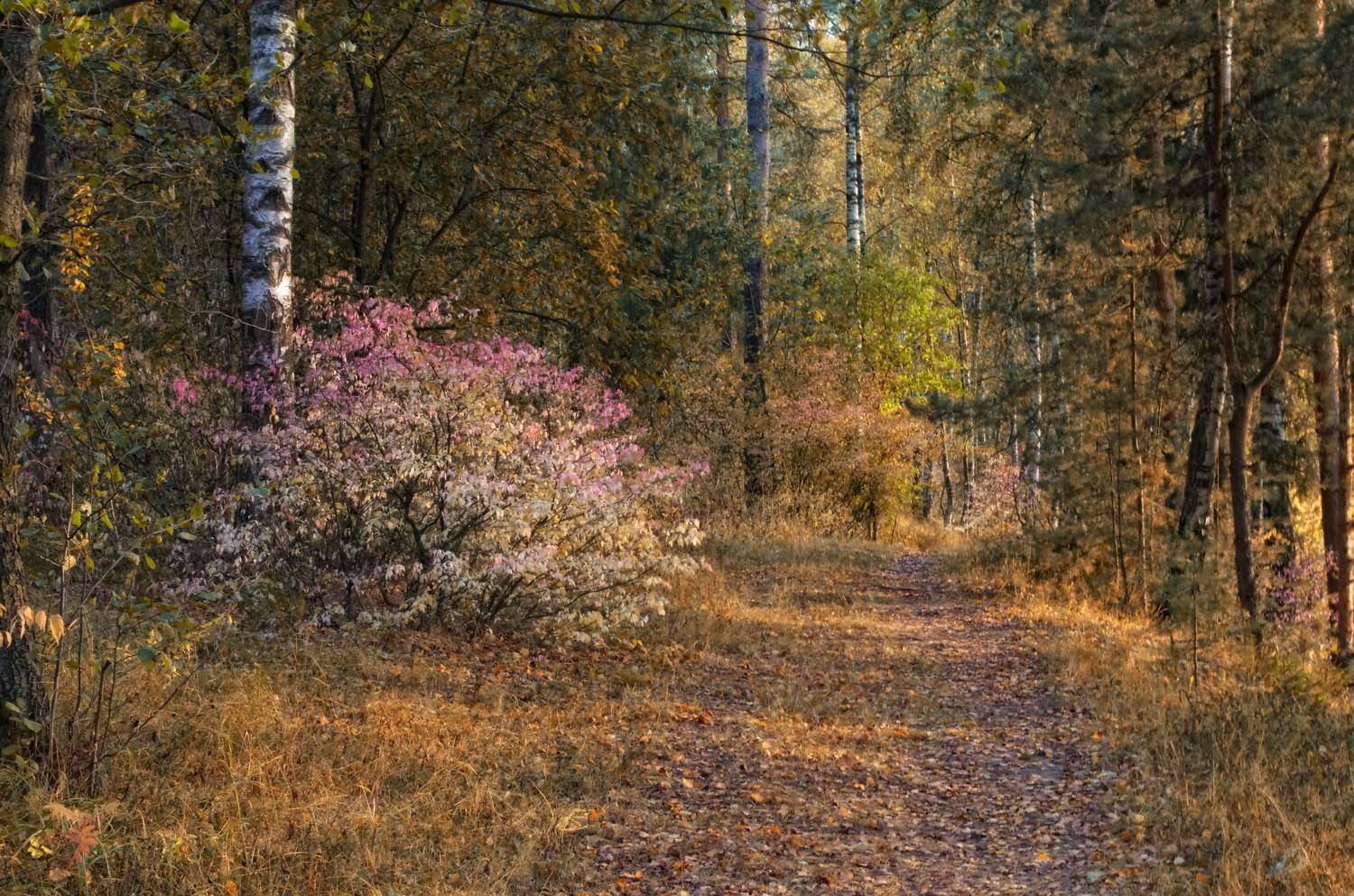 , Сергей Клапишевский