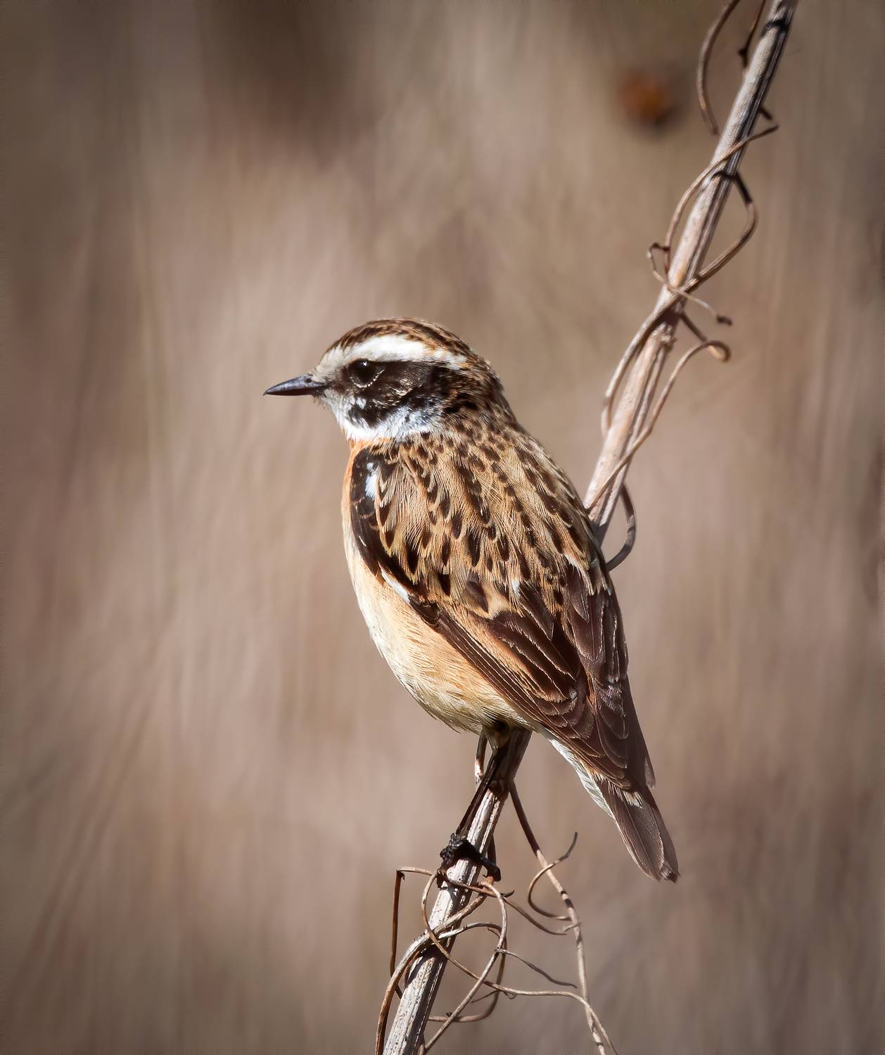 птицы, фотоохота, birdwatching, чекан, Михаил Ездаков