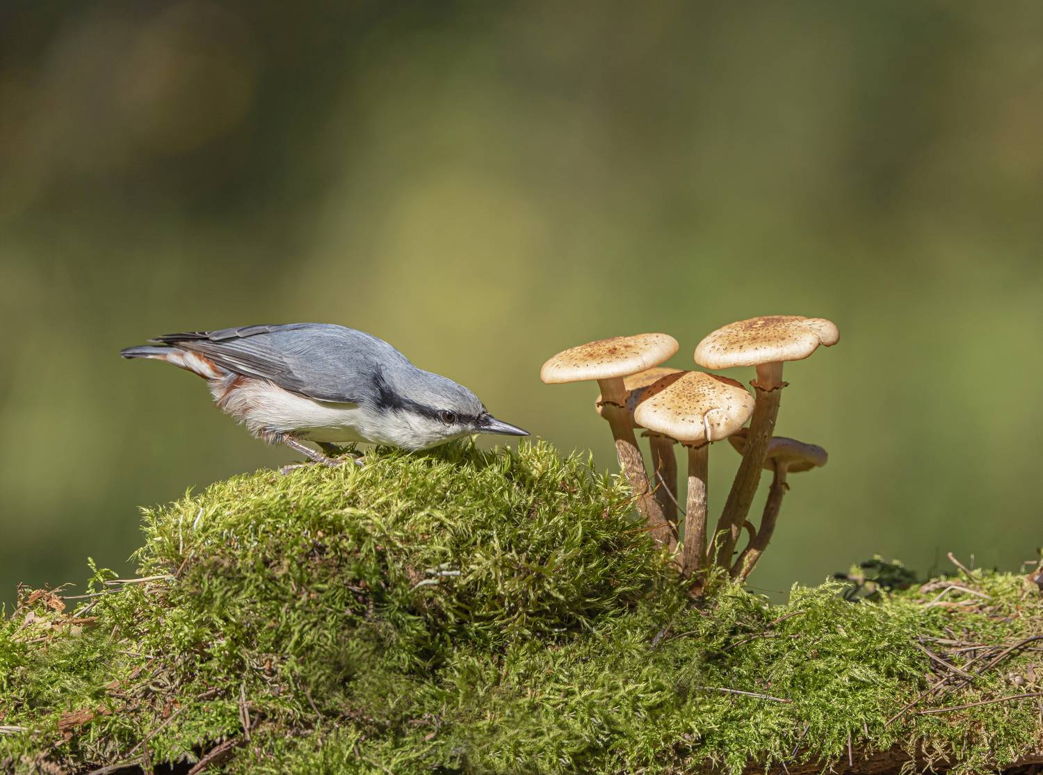 птицы,природа, осень, Андрей Киселёв