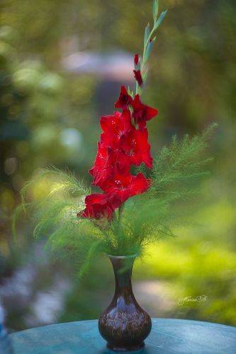 Величественный красный