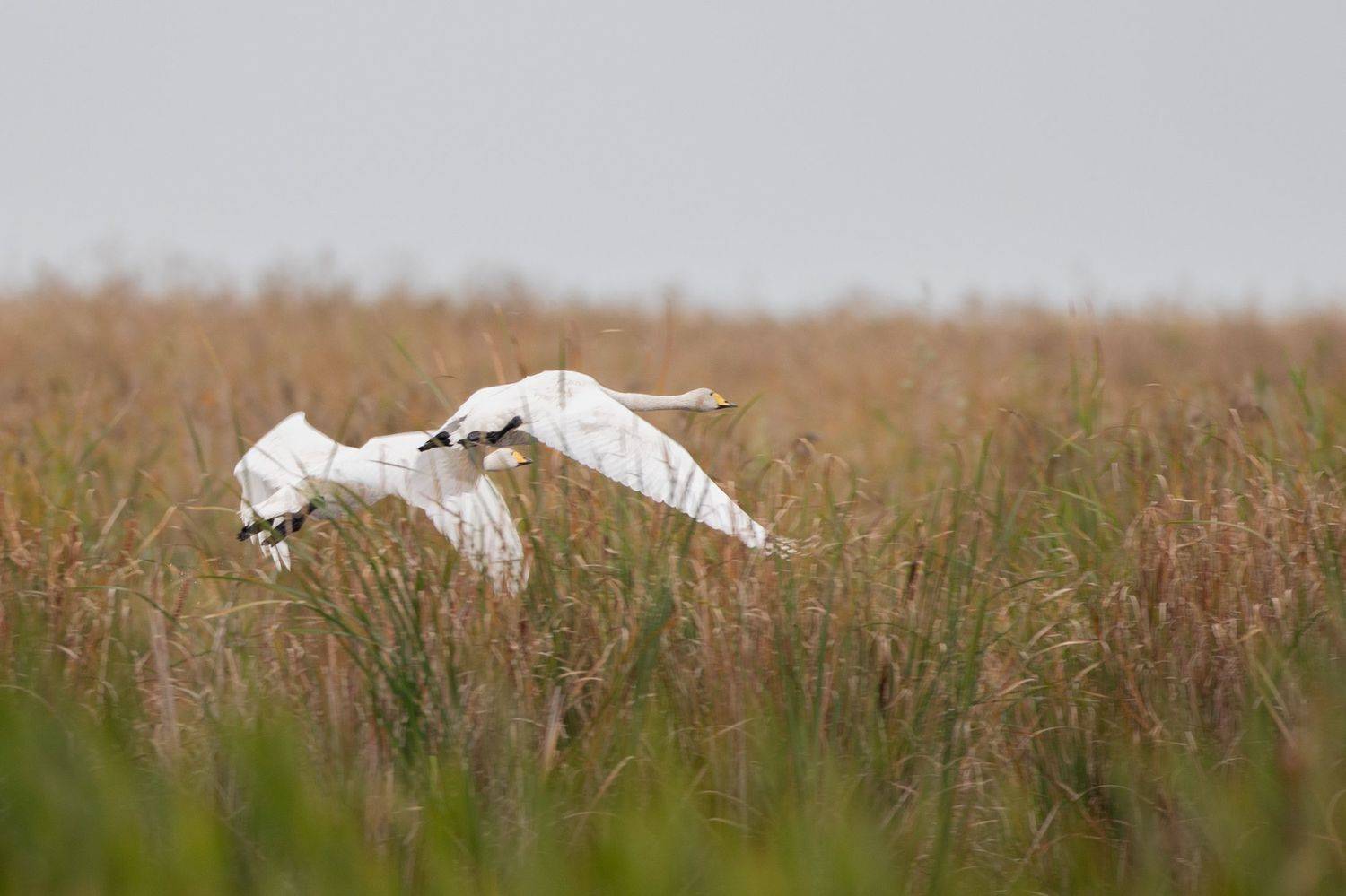 , артем федоров