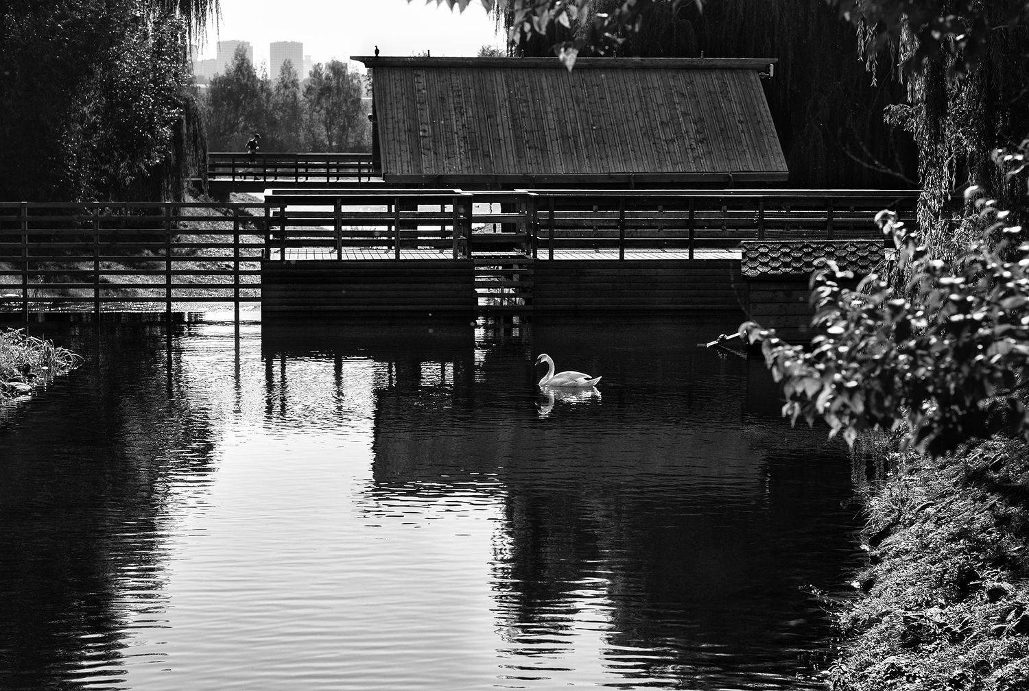 чб фото, стрит фото, лебедь, Vera Trandina